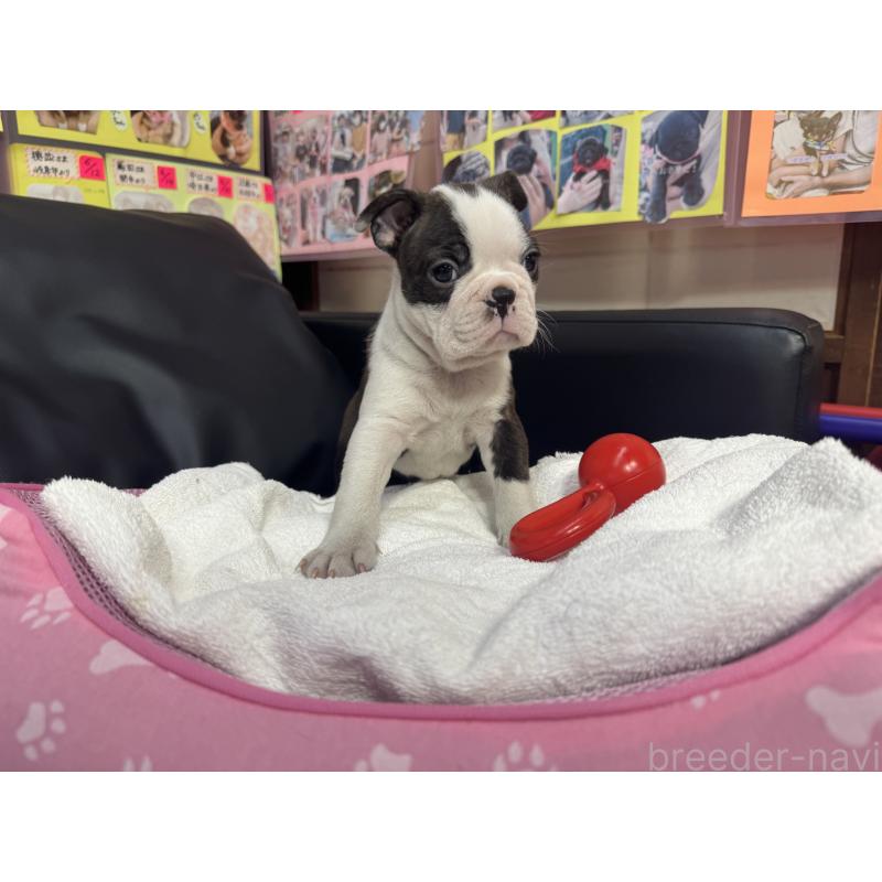 販売中の岐阜県のボストンテリア-429384の4枚目