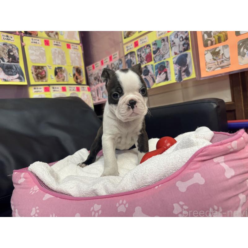 販売中の岐阜県のボストンテリア-429384の3枚目