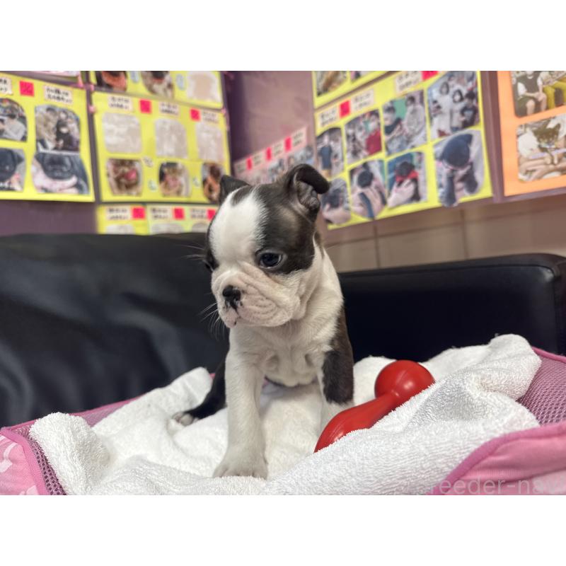 販売中の岐阜県のボストンテリア-429384の2枚目