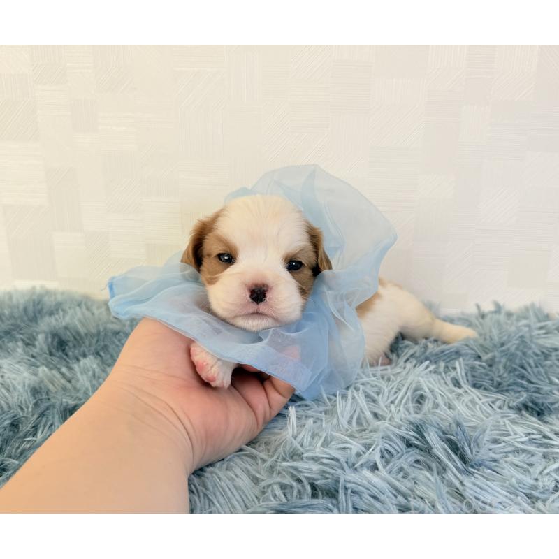 販売中の埼玉県のキャバリアキングチャールズスパニエル-429385の5枚目