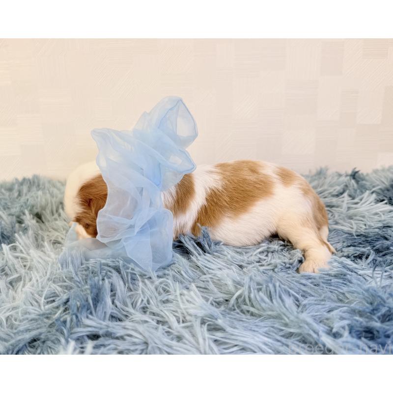 販売中の埼玉県のキャバリアキングチャールズスパニエル-429385の4枚目