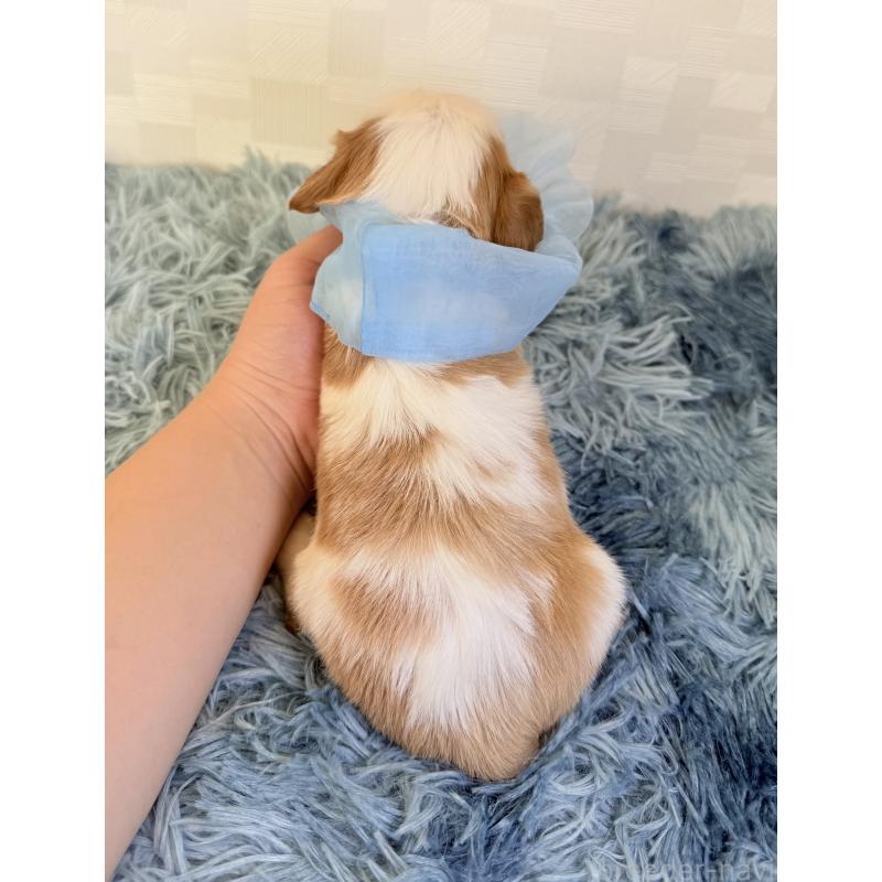 販売中の埼玉県のキャバリアキングチャールズスパニエル-429385の3枚目