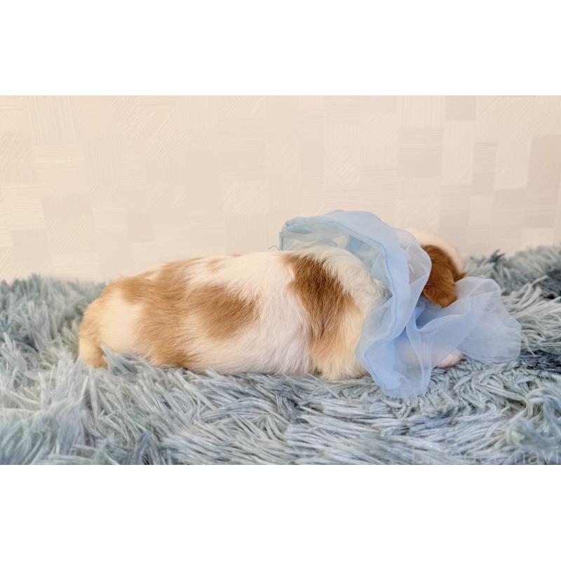 販売中の埼玉県のキャバリアキングチャールズスパニエル-429385の2枚目