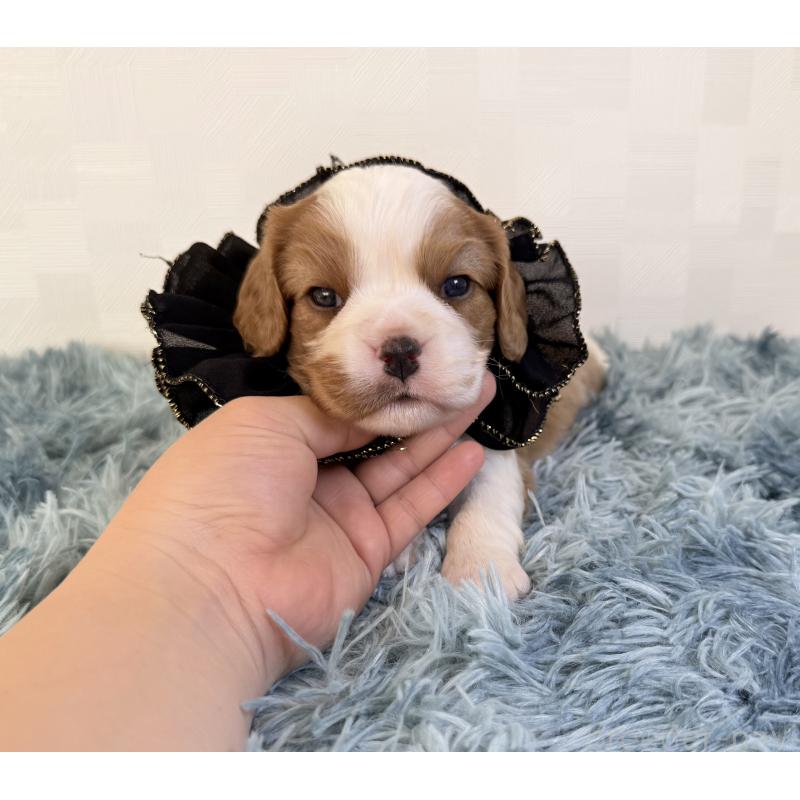 販売中の埼玉県のキャバリアキングチャールズスパニエル-429386の5枚目