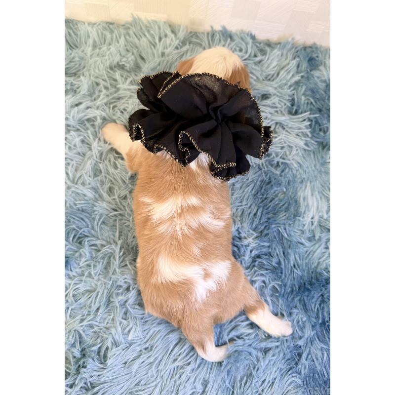 販売中の埼玉県のキャバリアキングチャールズスパニエル-429386の3枚目