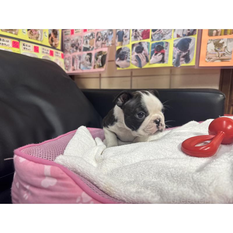 販売中の岐阜県のボストンテリア-429387の7枚目
