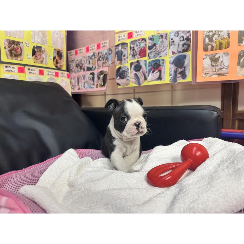 販売中の岐阜県のボストンテリア-429387の6枚目