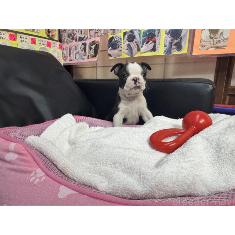 販売中の岐阜県のボストンテリア-429387の5枚目