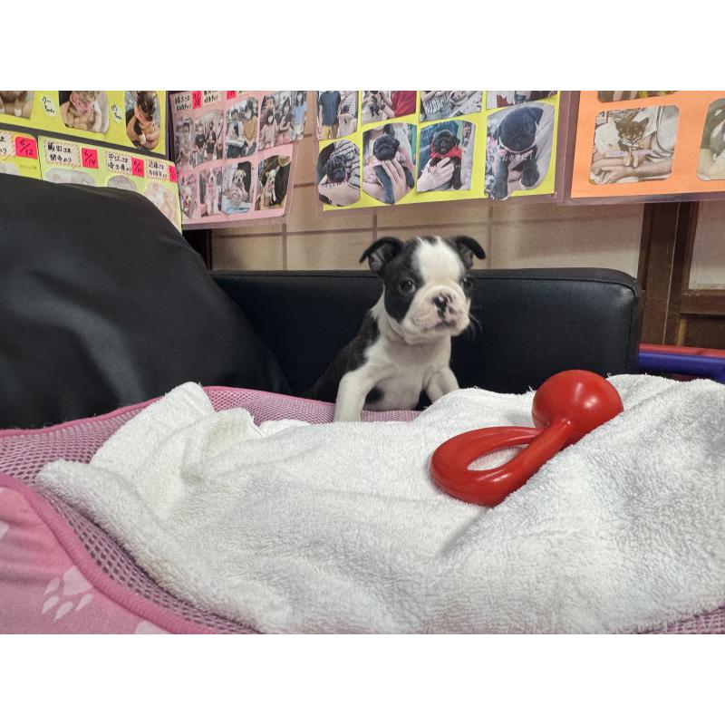 販売中の岐阜県のボストンテリア-429387の4枚目