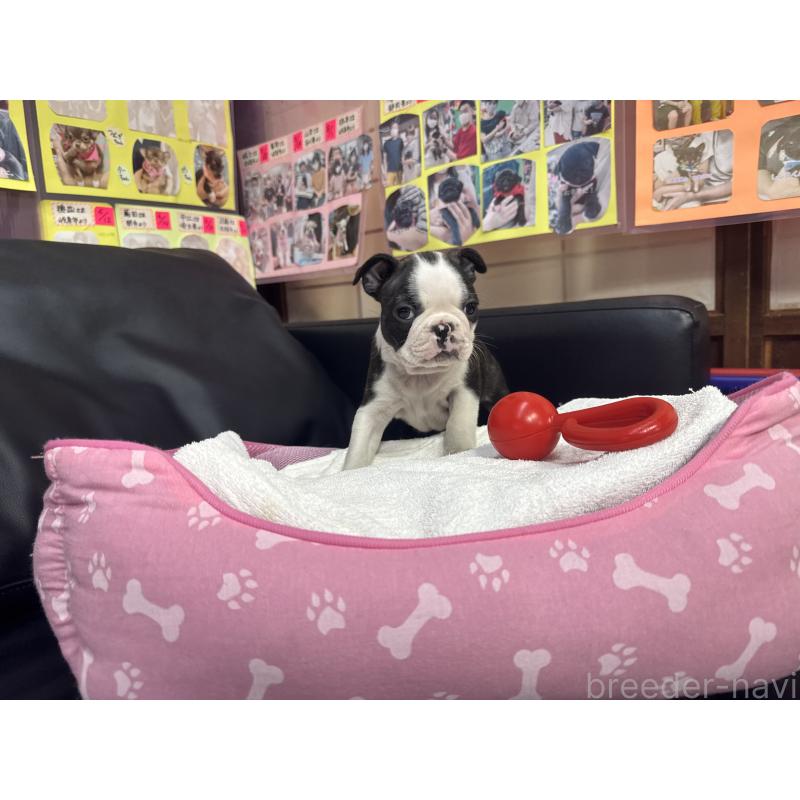 販売中の岐阜県のボストンテリア-429387の3枚目