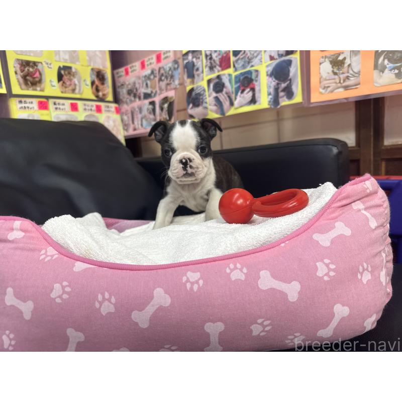 販売中の岐阜県のボストンテリア-429387の2枚目