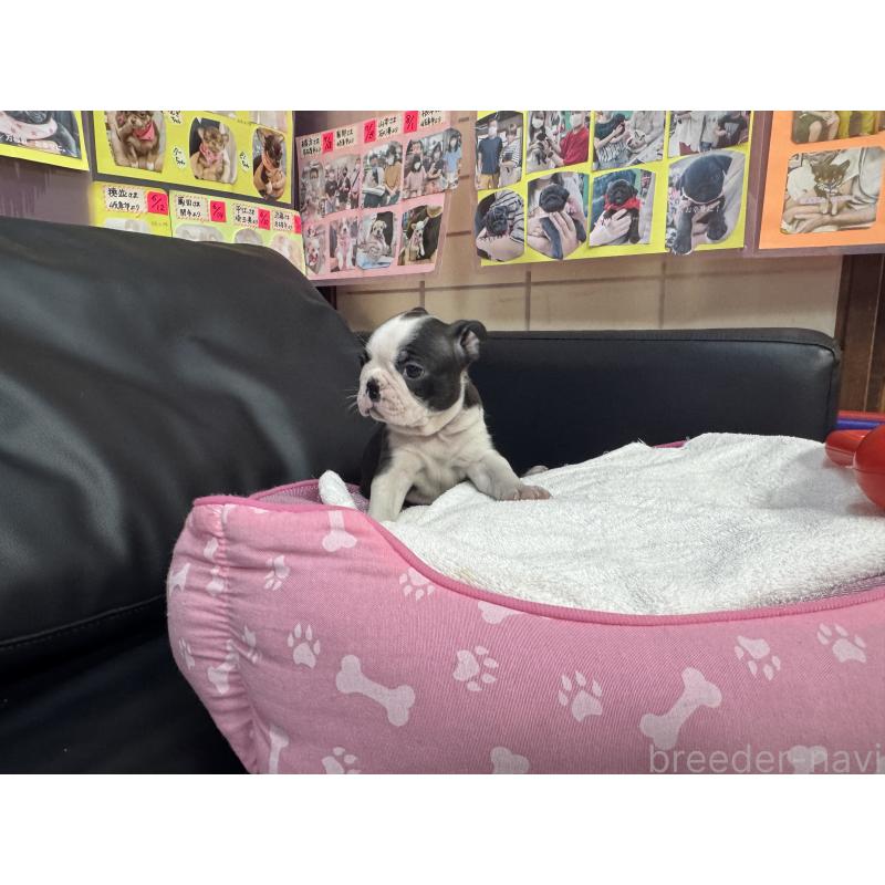 販売中の岐阜県のボストンテリア-429388の5枚目