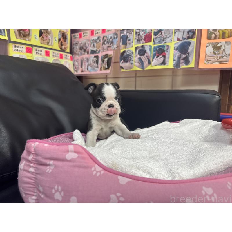 販売中の岐阜県のボストンテリア-429388の4枚目