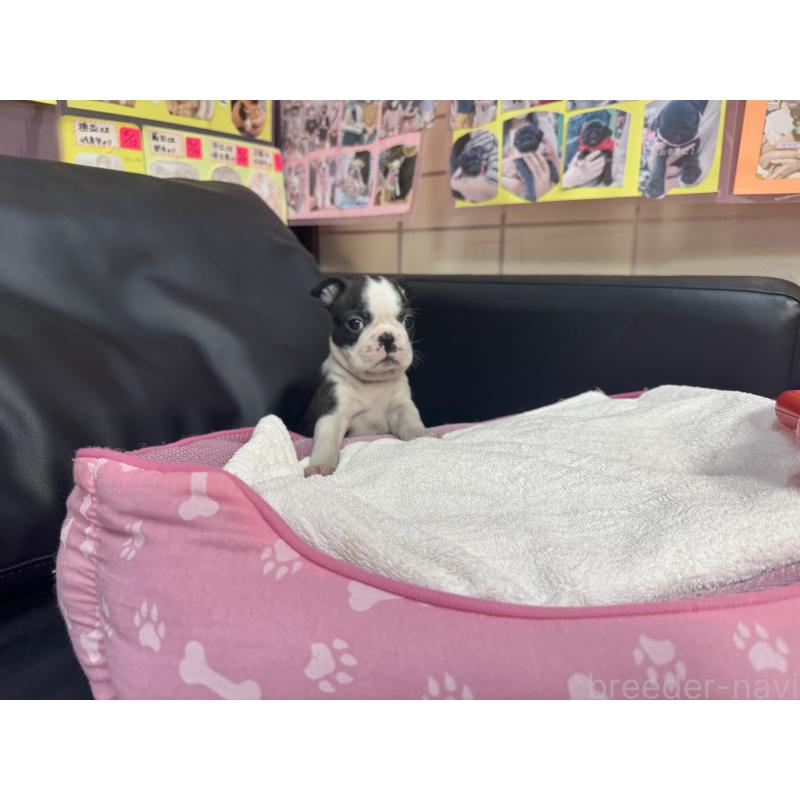 販売中の岐阜県のボストンテリア-429388の3枚目