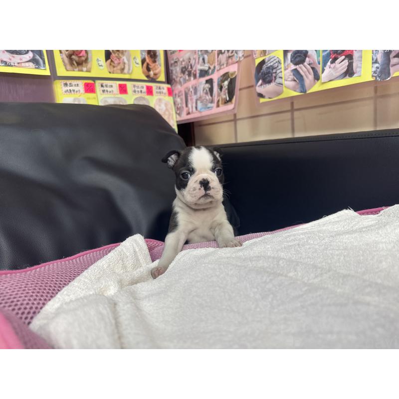 販売中の岐阜県のボストンテリア-429388の2枚目