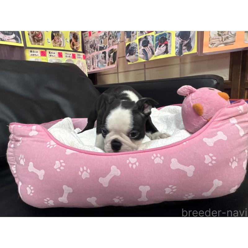 販売中の岐阜県のボストンテリア-429389の7枚目