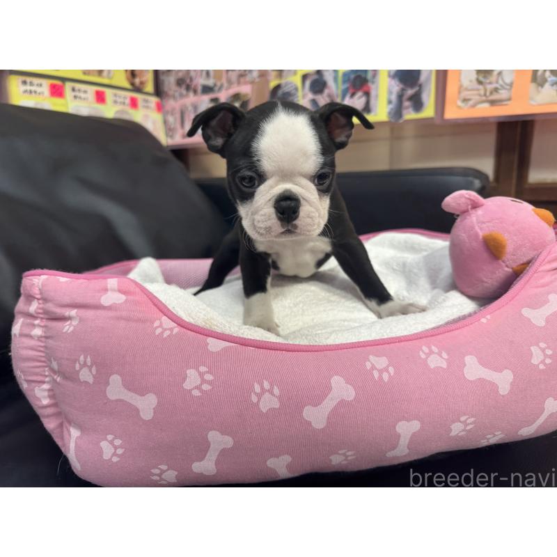 販売中の岐阜県のボストンテリア-429389の6枚目