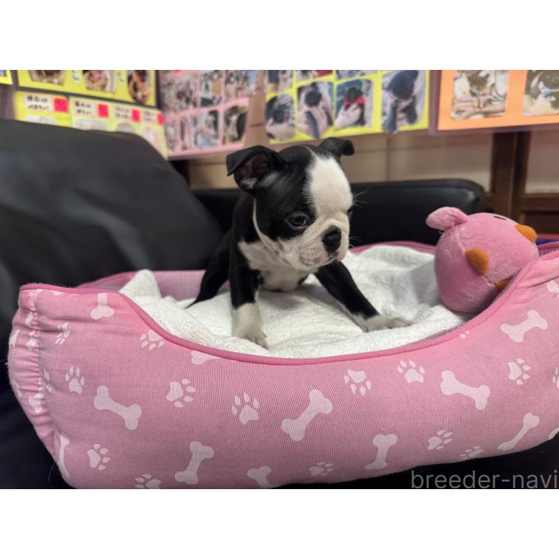 販売中の岐阜県のボストンテリア-429389の5枚目