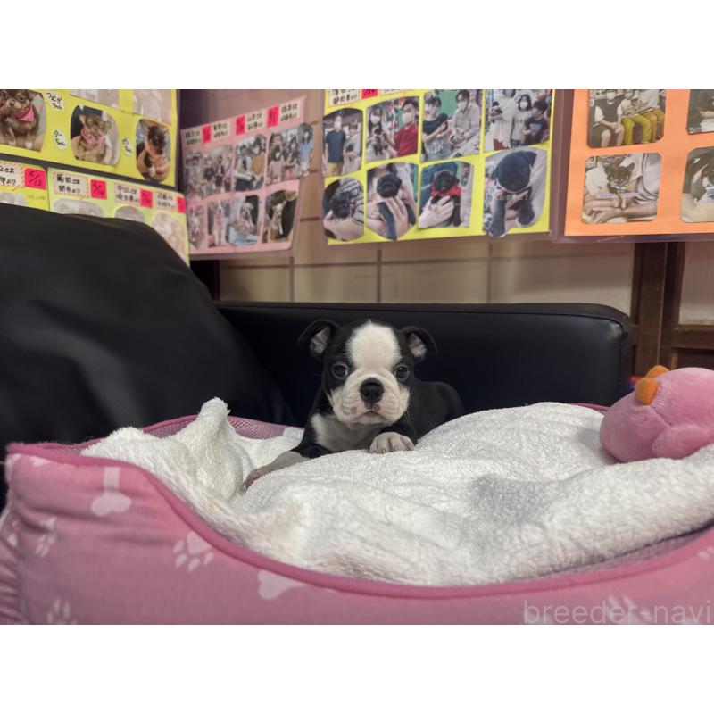 販売中の岐阜県のボストンテリア-429389の3枚目