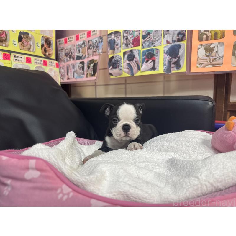 販売中の岐阜県のボストンテリア-429389の2枚目