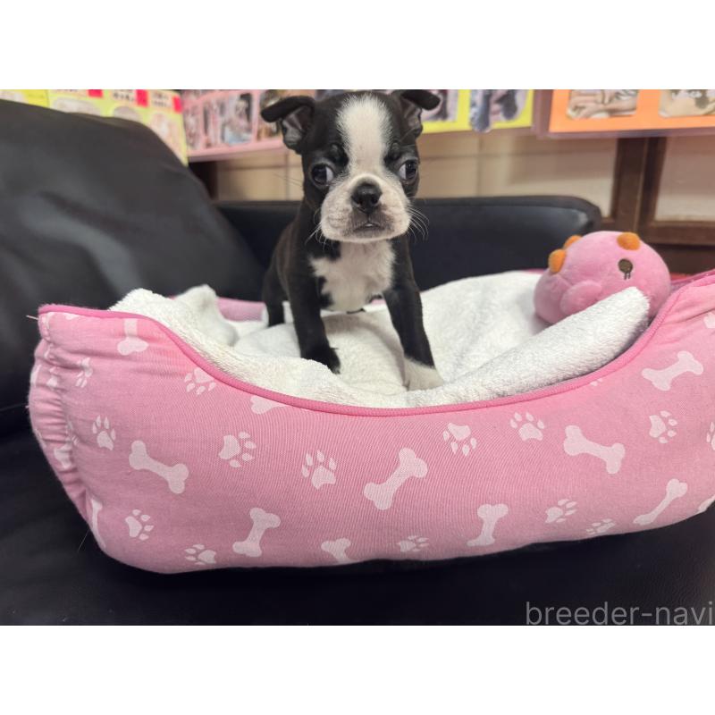 商談中の岐阜県のボストンテリア-429391の5枚目