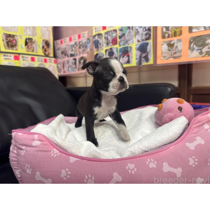 商談中の岐阜県のボストンテリア-429391の4枚目