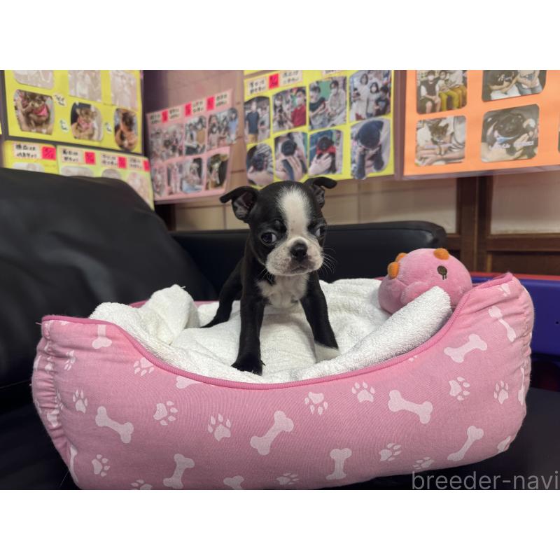 商談中の岐阜県のボストンテリア-429391の3枚目