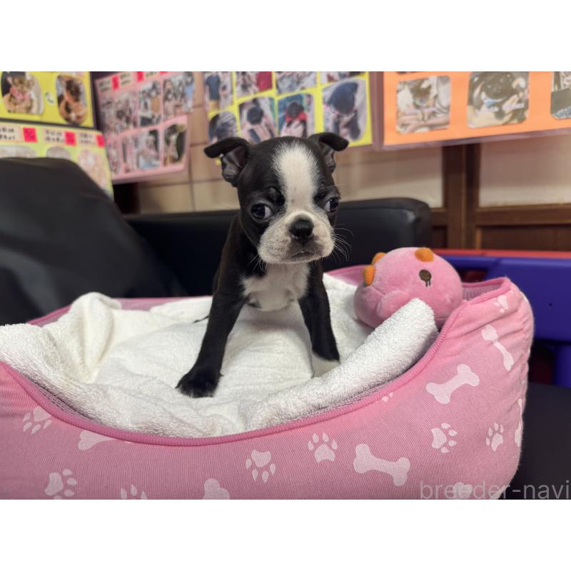 商談中の岐阜県のボストンテリア-429391の2枚目