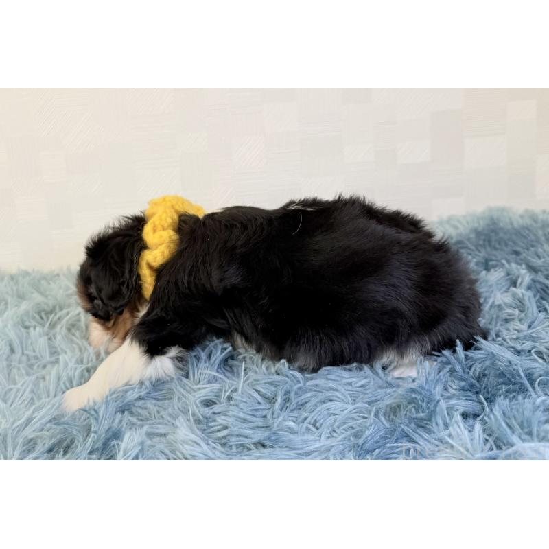 成約済の埼玉県のキャバリアキングチャールズスパニエル-426487の5枚目