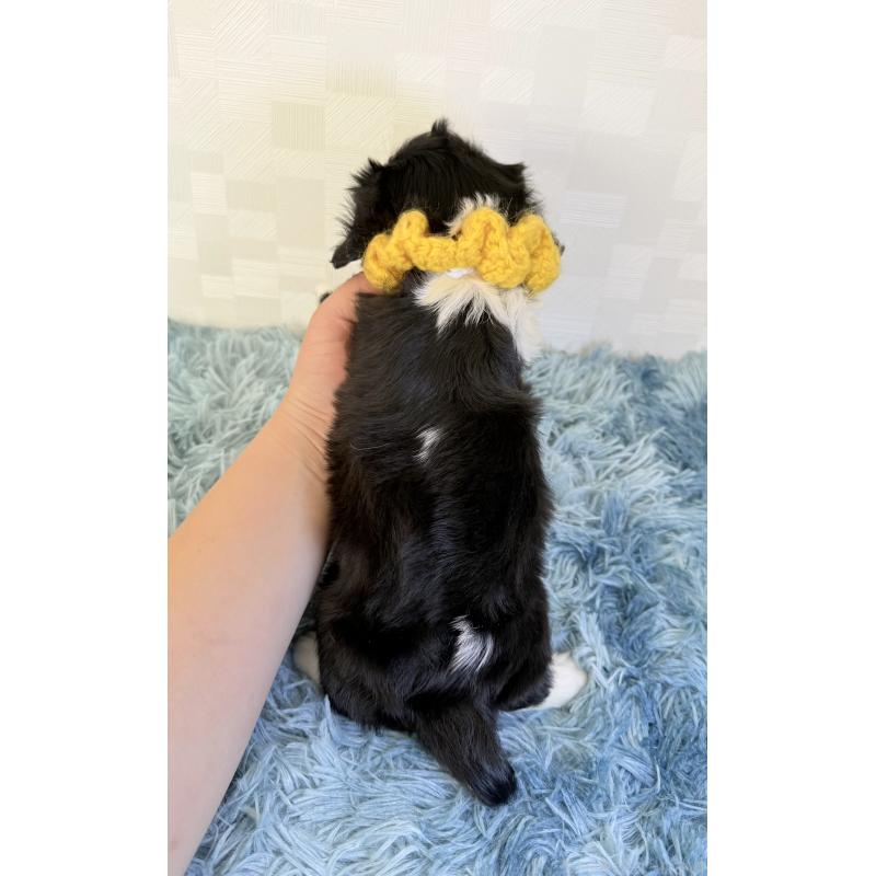 成約済の埼玉県のキャバリアキングチャールズスパニエル-426487の4枚目