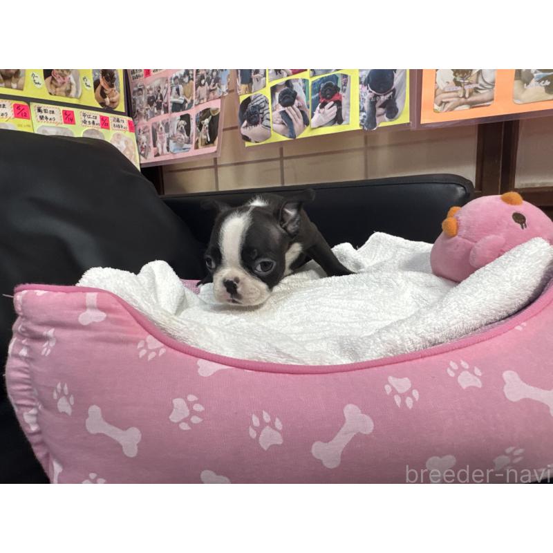 商談中の岐阜県のボストンテリア-429390の6枚目