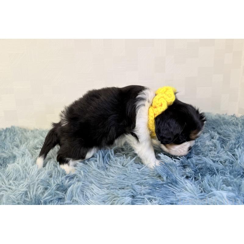 成約済の埼玉県のキャバリアキングチャールズスパニエル-426487の3枚目