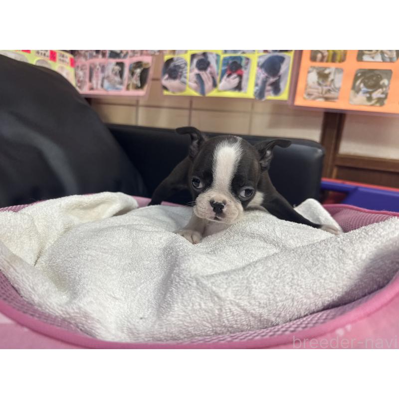 商談中の岐阜県のボストンテリア-429390の3枚目