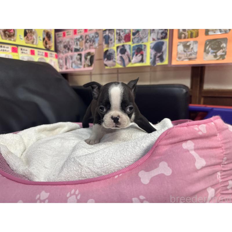 商談中の岐阜県のボストンテリア-429390の2枚目