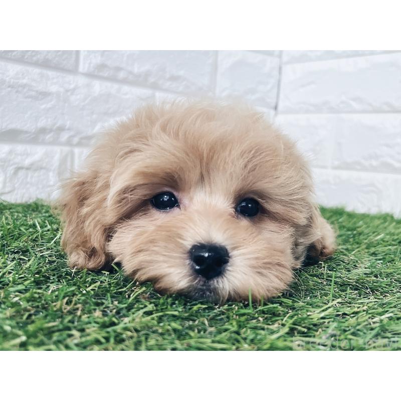 販売中ののマルプー:マルチーズ×トイプードル-416589