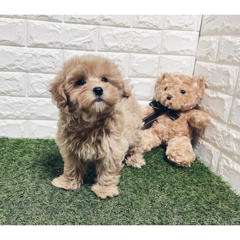 販売中の福岡県のマルプー:マルチーズ×トイプードル-416589の8枚目