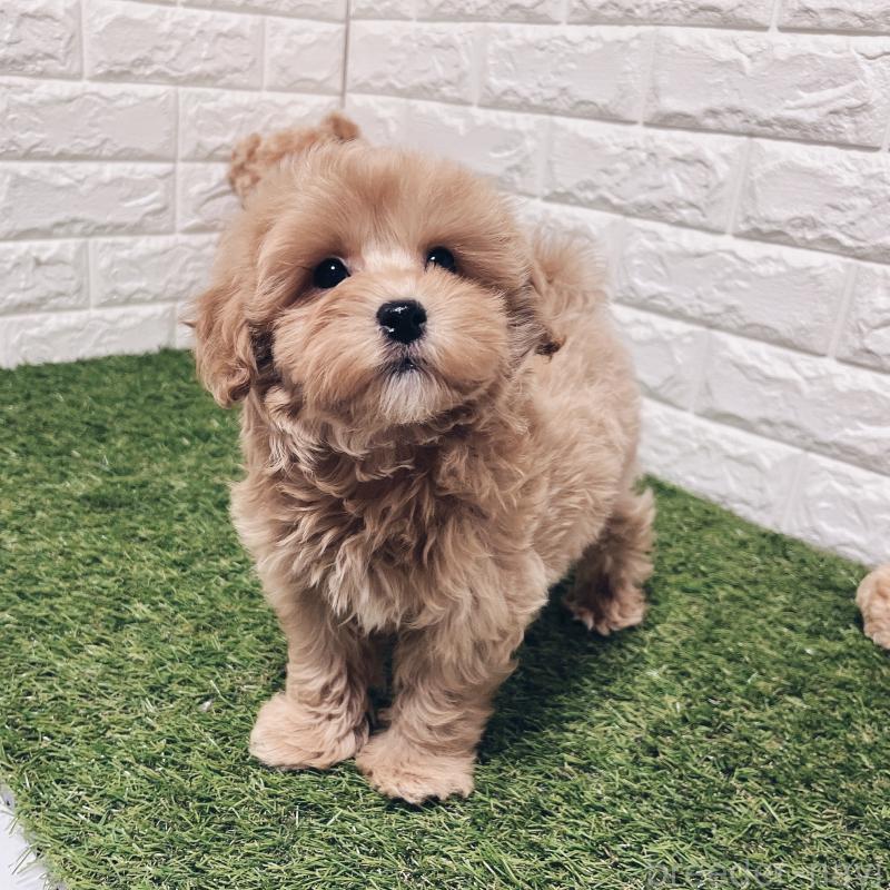 販売中の福岡県のマルプー:マルチーズ×トイプードル-416589の7枚目