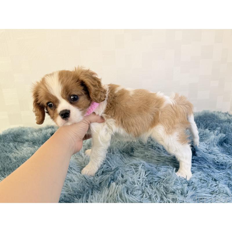 商談中の埼玉県のキャバリアキングチャールズスパニエル-423391の5枚目