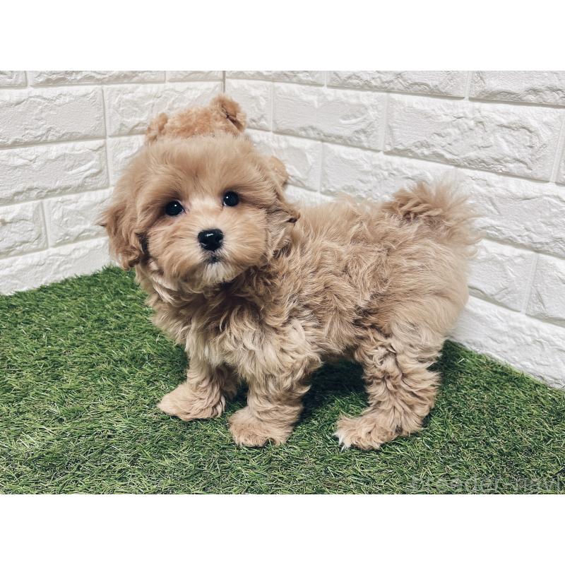 販売中の福岡県のマルプー:マルチーズ×トイプードル-416589の6枚目