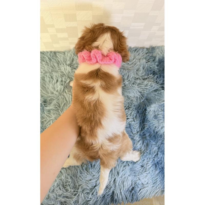 商談中の埼玉県のキャバリアキングチャールズスパニエル-423391の4枚目