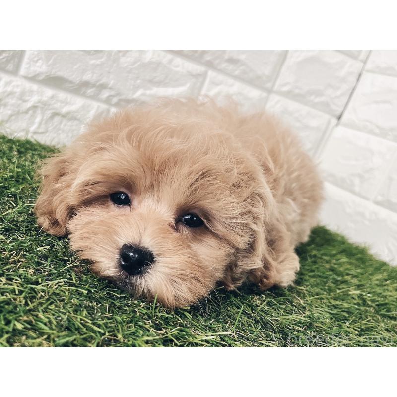 販売中の福岡県のマルプー:マルチーズ×トイプードル-416589の5枚目