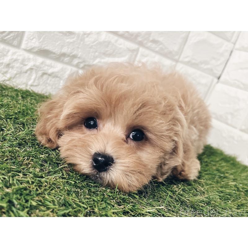 販売中の福岡県のマルプー:マルチーズ×トイプードル-416589の4枚目