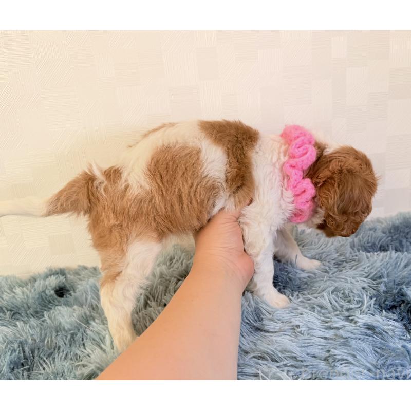 商談中の埼玉県のキャバリアキングチャールズスパニエル-423391の3枚目