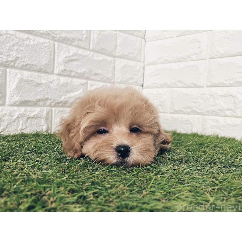 販売中の福岡県のマルプー:マルチーズ×トイプードル-416589の3枚目