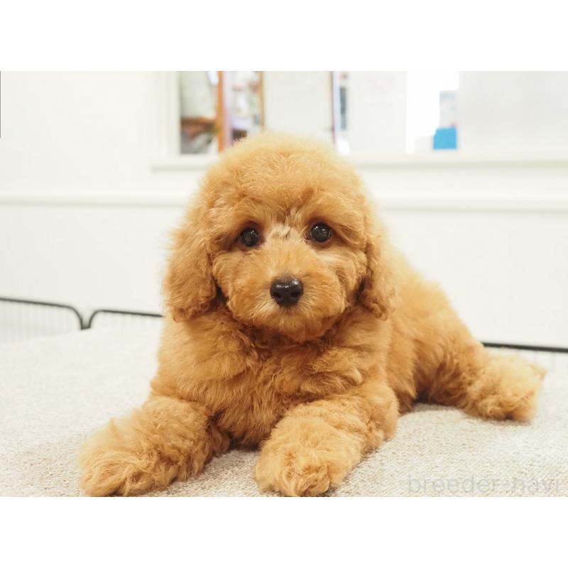 成約済の愛知県のトイプードル-425614の8枚目