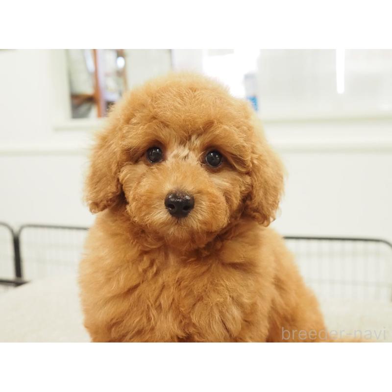 成約済の愛知県のトイプードル-425614の7枚目