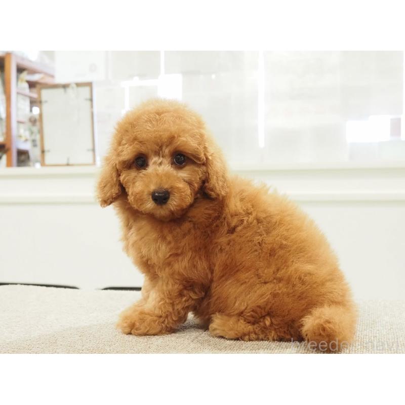 成約済の愛知県のトイプードル-425614の6枚目