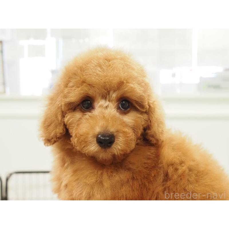 成約済の愛知県のトイプードル-425614の5枚目