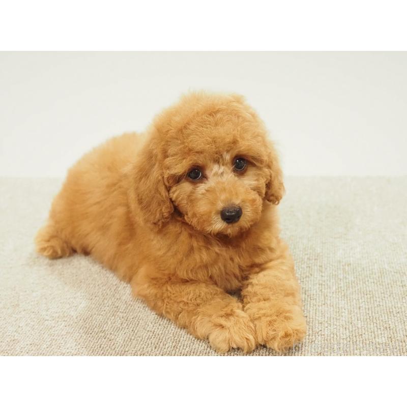 成約済の愛知県のトイプードル-425614の4枚目