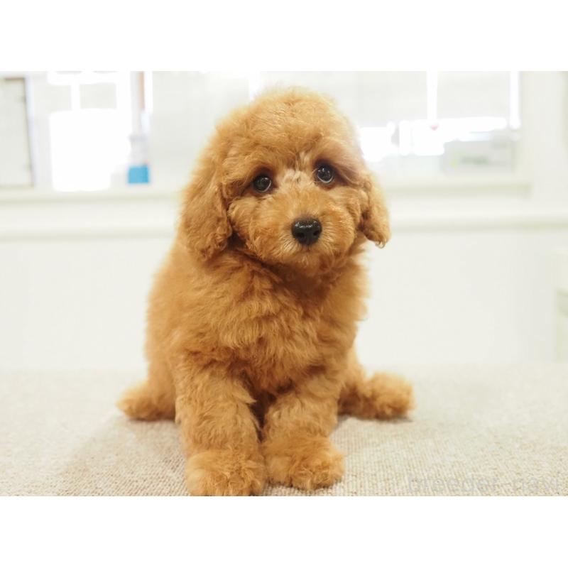 成約済の愛知県のトイプードル-425614の3枚目